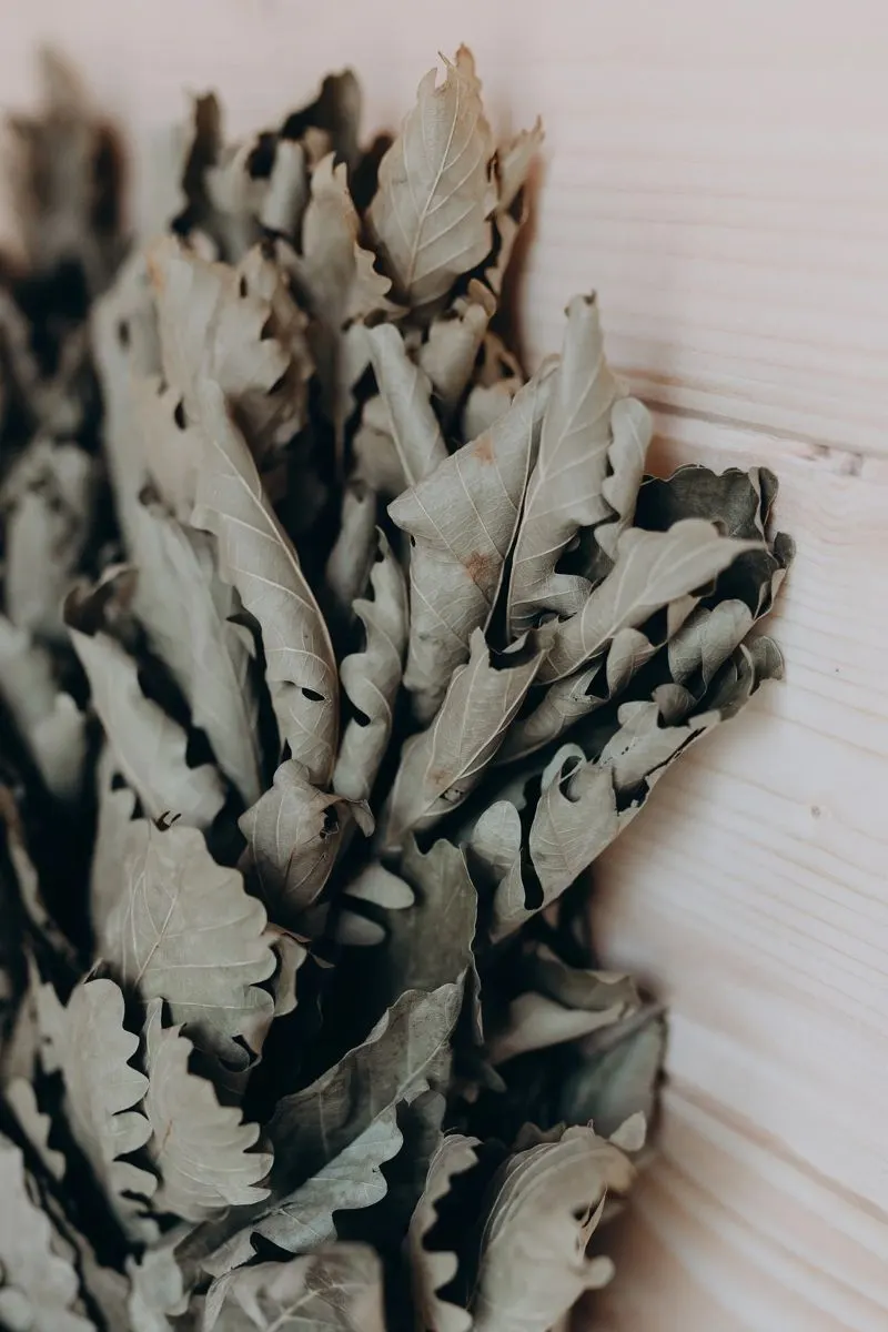 Dried leaf sauna whisk against cedar
